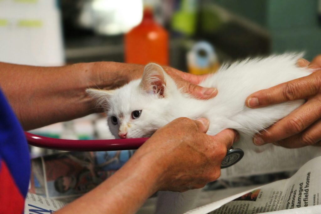 Trinity Pet Hospital in Pasco County, Florida