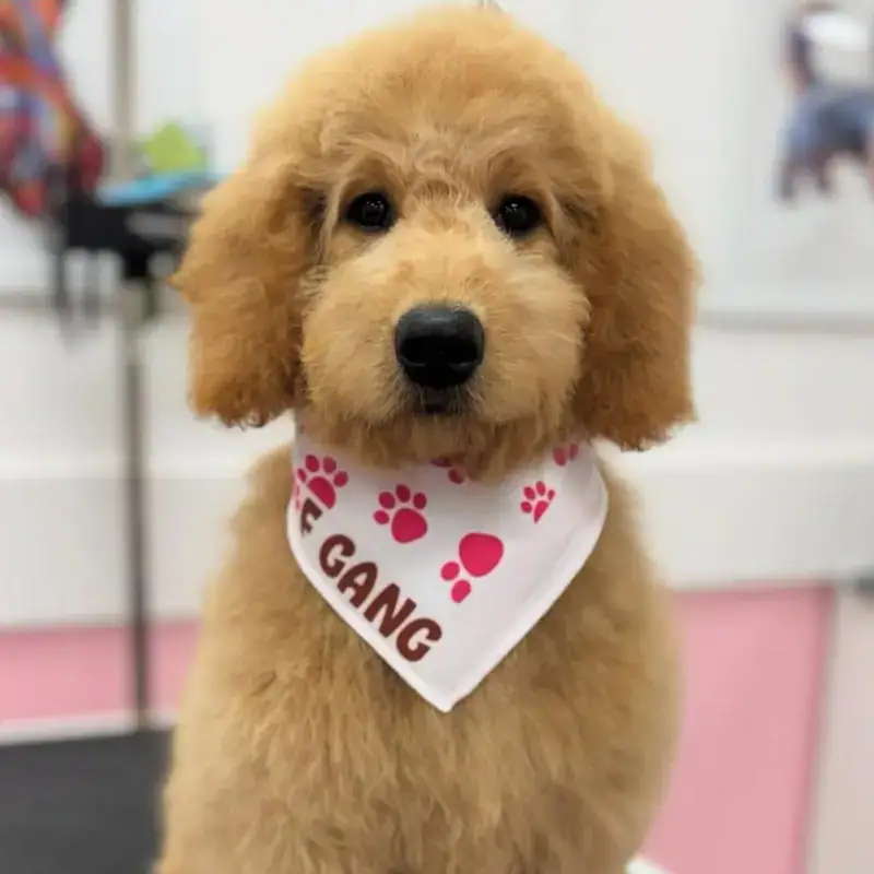Woof Gang Bakery & Grooming Avalon Park in Pasco County, Florida