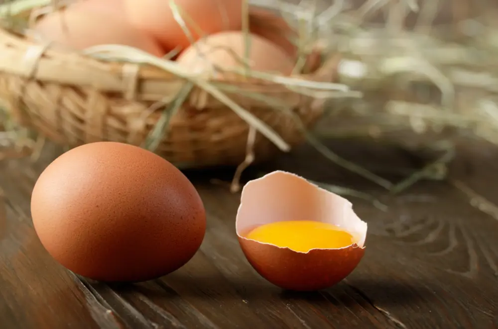 The Broken Yolk in Pasco County, Florida